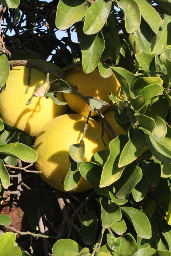              Sun leaves (Riverside, CA)       